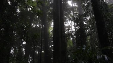 Yoğun, sisli bir ormanın içinden geçen güneş ışığı.