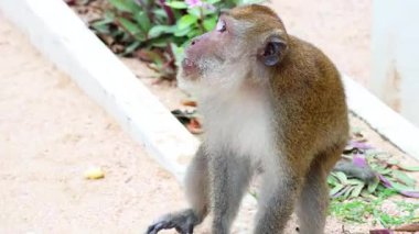 Maymun insanın yakınındaki bir şeye uzanıyor.