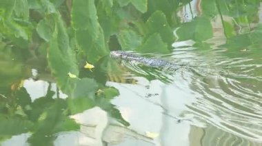 Kertenkele yapraklar arasında suda süzülür.