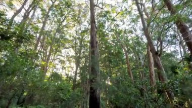 Uzun ağaçlı yemyeşil orman