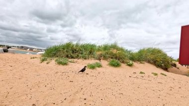 Kumlu sahilde bir karga hareket ediyor.