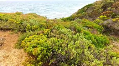 Bereketli yeşillik ve okyanus manzarası Aireys Körfezi 'nde doğal gün ışığı altında canlı kıyı bitkilerini sergiliyor.