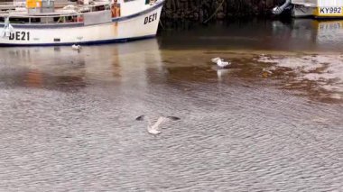 Rıhtımdaki balıkçı teknesinin yanında uçan martı.