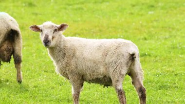 Yeni Zelanda, Wanaka 'da yemyeşil bir alanda Devon Closewool koyunu. Parlak gün ışığı dingin pastoral sahneyi güçlendirir