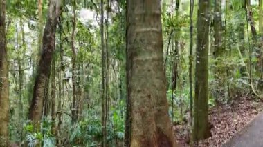 Dorrigo, NSW 'de verimli ağaçlar ve canlı yeşilliklerle dolu yemyeşil bir orman. Yumuşak doğal ışık, sakin bir atmosfer yaratır.