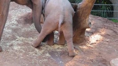 Yavru fil hayvanat bahçesindeki çevreyle etkileşim halinde.