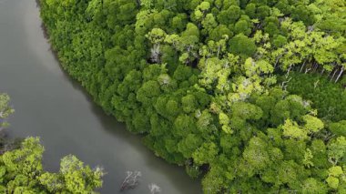 Drone, Avustralya 'nın Port Douglas kentindeki yoğun yağmur ormanları ve dolambaçlı nehirde süzülerek yemyeşil ve sakin suları yumuşak gün ışığında yakalıyor.