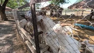 Keçiler çitli bir alanda hareket edip yemek yiyorlar..