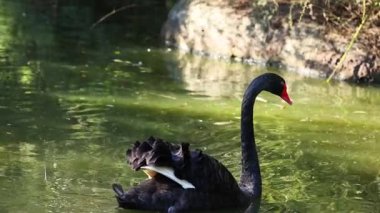 Siyah bir kuğu zarif bir şekilde gölette yüzer.