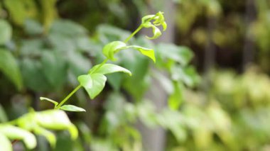 Rüzgarda hareket eden bir yaprağın yakın çekimi