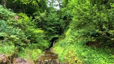 İskoçya 'da canlı yeşilliklerle çevrili bir şelale