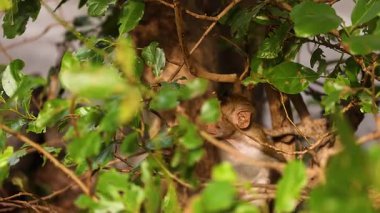 Maymun yemyeşil yaprakların arasına gizlenmiş.