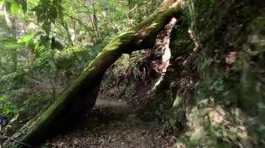 Bereketli bir orman yolunda yürüyorum