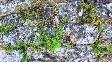 Eski bir duvarda büyüyen sarmaşıklar