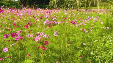 Canlı kozmos çiçekleri rüzgarda sallanıyor.