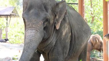 Filler doğal hayvanat bahçesi ortamında etkileşim halindedirler.