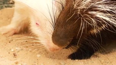 İki kirpi yan yana huzur içinde yemek yiyor.