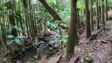 Huzurlu bir yürüyüş yemyeşil orman yolunda