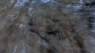 Yumuşak akarsu yemyeşil orman manzarasında akıyor.