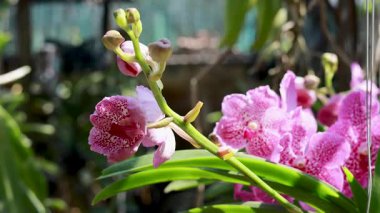 Parlak pembe orkideler, güneşli bir bahçede yavaşça sallanırlar. Karmaşık taç yapraklarını ve yemyeşil yapraklarını sergilerler.