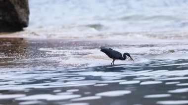 Balıkçıl kıyı boyunca yiyecek arıyor