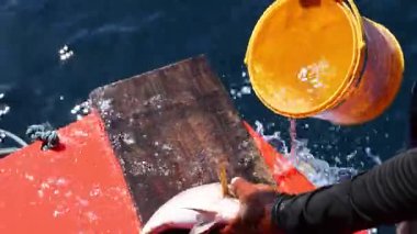 Teknede su kovasıyla balık pulu.