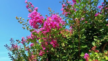 Açık mavi gökyüzüne karşı parlak pembe çiçekler