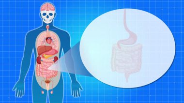Animasyon, insan sindirim sistemini etiketli anatomik parçalarla betimliyor, pürüzsüz geçişler ve açık bir eğitim odaklı