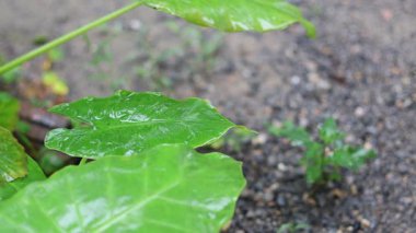 Yeşil yapraktaki su damlacıklarını gösteren parmak izleri..