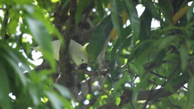 Kakadu ağaç ortamı ile etkileşim halindedir.