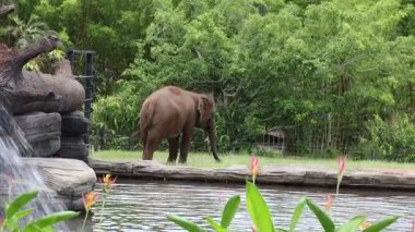 Deniz kıyısında sakin bir fil yürüyüşü.