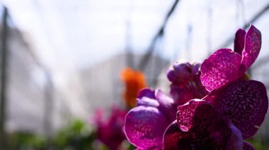 Bangkok pazarında hareketli orkideler