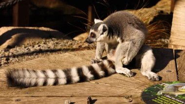Lemur hayvanat bahçesindeki çevresini keşfediyor.