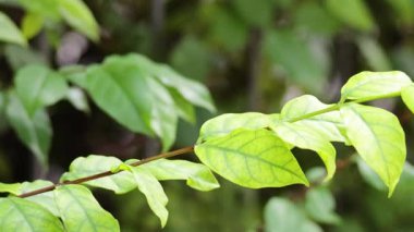 Rüzgarda sallanan yaprakların yakın çekimi