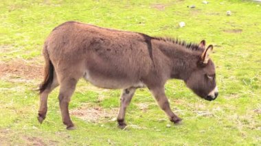 Çitlerle çevrili bir alanda otlayan bir eşek.