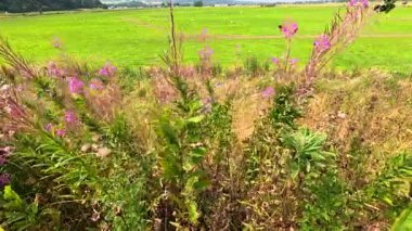 Yeşil bir tarlada sallanan kır çiçekleri.