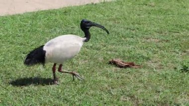 Otlak bir alanda yürüyen bir Ibis.