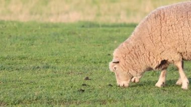 Koyunlar yemyeşil çimlerde birlikte otluyor.