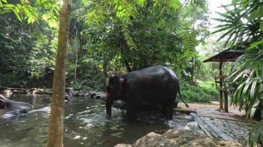 Bir fil dingin bir nehirde ferahlatıcı bir banyonun tadını çıkarır..