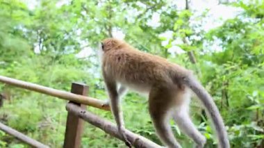 Bereketli Yengeç Ormanı 'nda Macaque rayı.