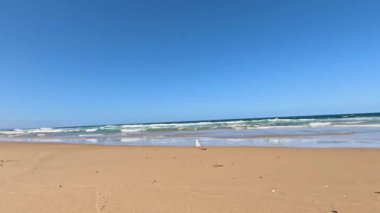 Martı kumlu sahilde yürüyor ve uçuyor.