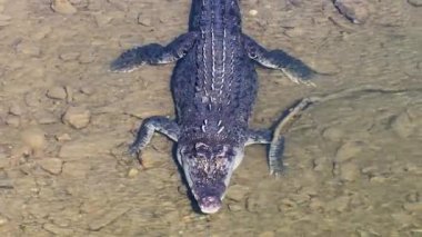 Drone, Avustralya 'nın Port Douglas kentindeki dokulu pullarını ve doğal yaşam alanını gösteren tuzlu su timsahını nehirde yakalar.
