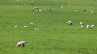 Koyunlar yemyeşil bir alanda otluyor.
