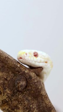 Bir albino mısır yılanı, kontrollü bir ortamda dalda hareket eder. Yumuşak ışıklandırmayla, dilini sallayarak.