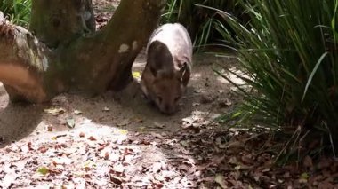 Bir wombat ağaçlar ve yapraklar arasında yiyecek arar..