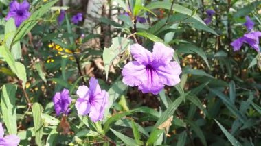 Mor çiçekler usulca rüzgarda sallanıyor.