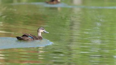 Bir ördek yansıtıcı suda huzur içinde süzülür..