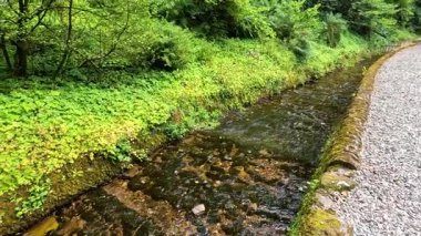 Bereketli yeşilliklerle çevrili huzurlu bir dere.