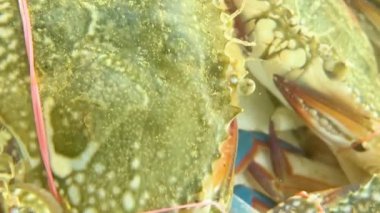 Pattaya, Tayland 'daki yengeçlerin yakın görüntüsü