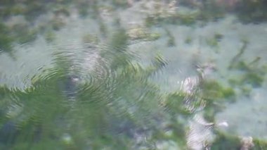 Krabi Kanalı 'ndaki yeşil su bitkileri üzerinde dalgalanan temiz su.